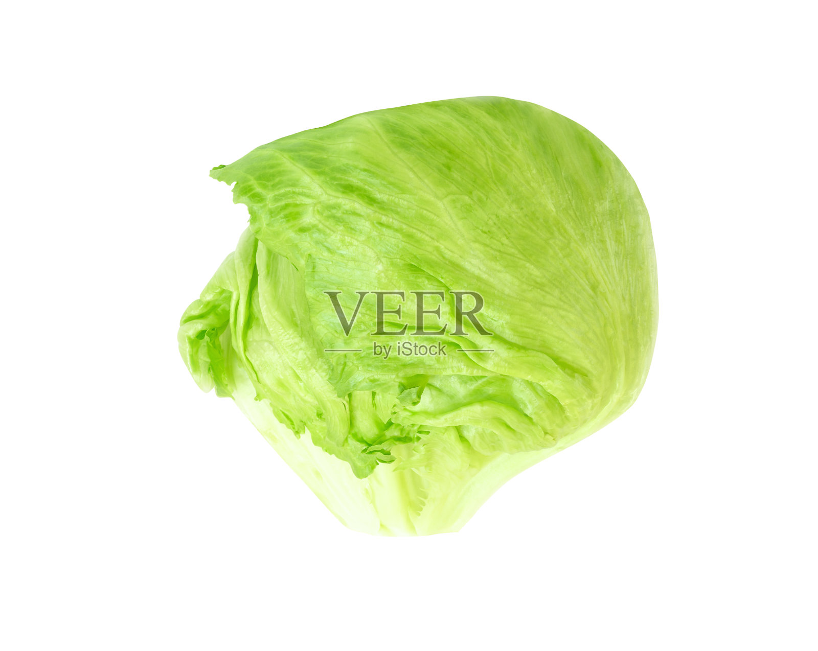 新鲜绿色卷心莴苣照片摄影图片