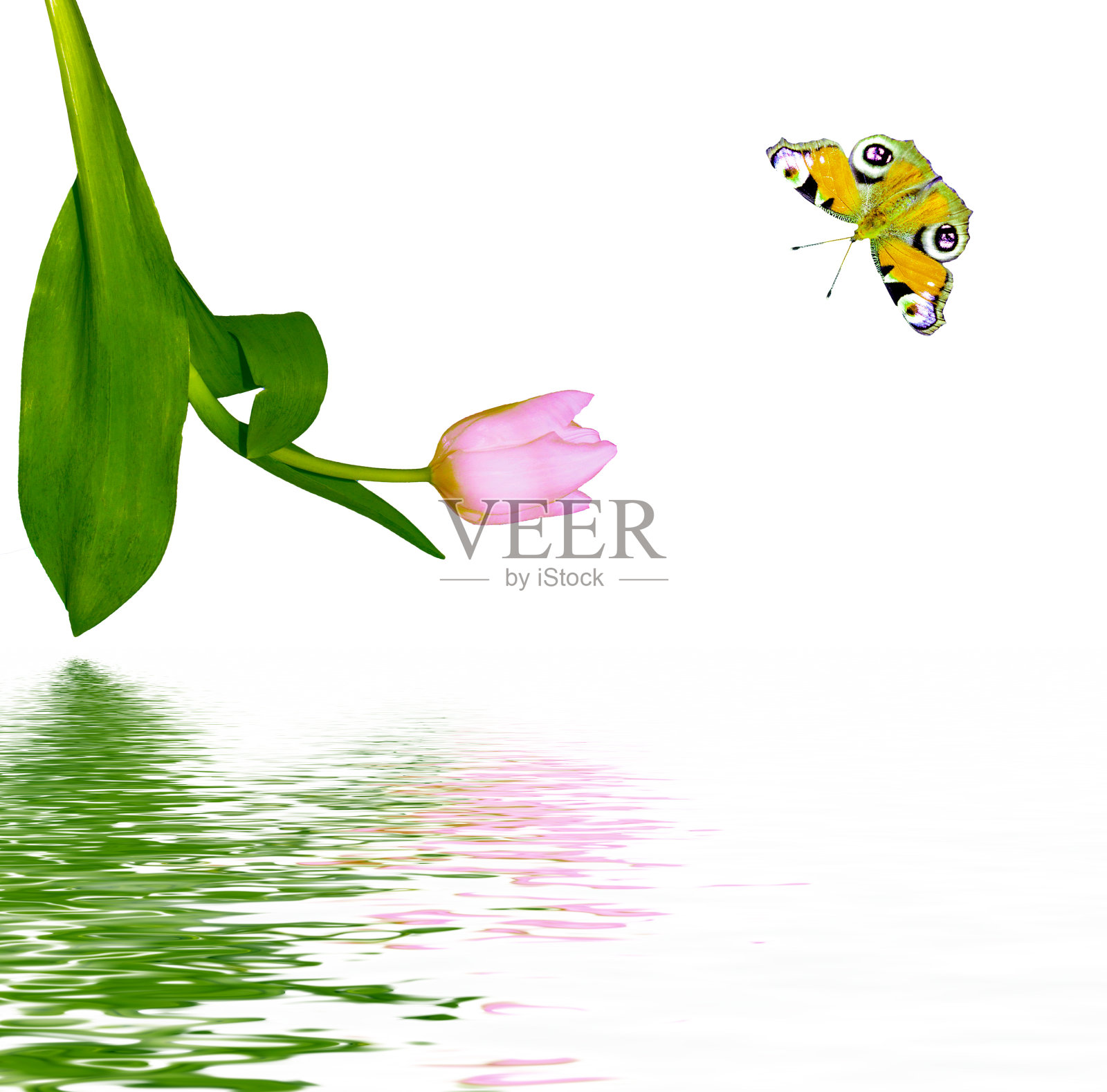 春天的花朵照片摄影图片