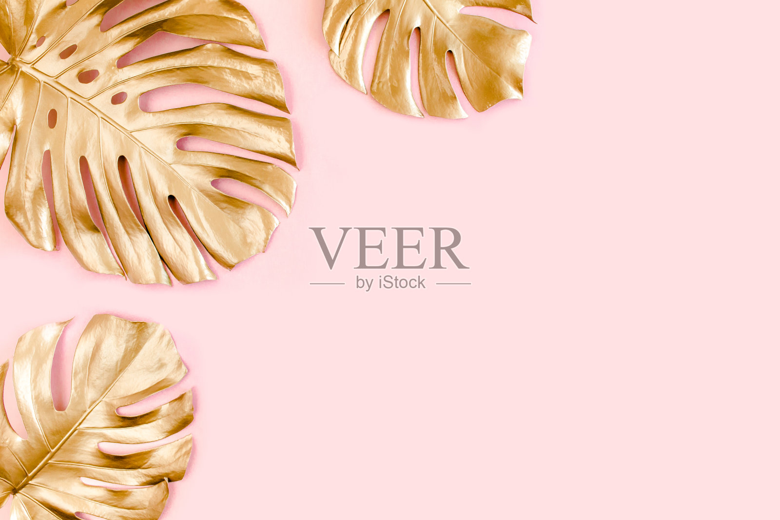 金色的热带棕榈叶在粉红色的背景上。平躺，俯视图最小的概念照片摄影图片