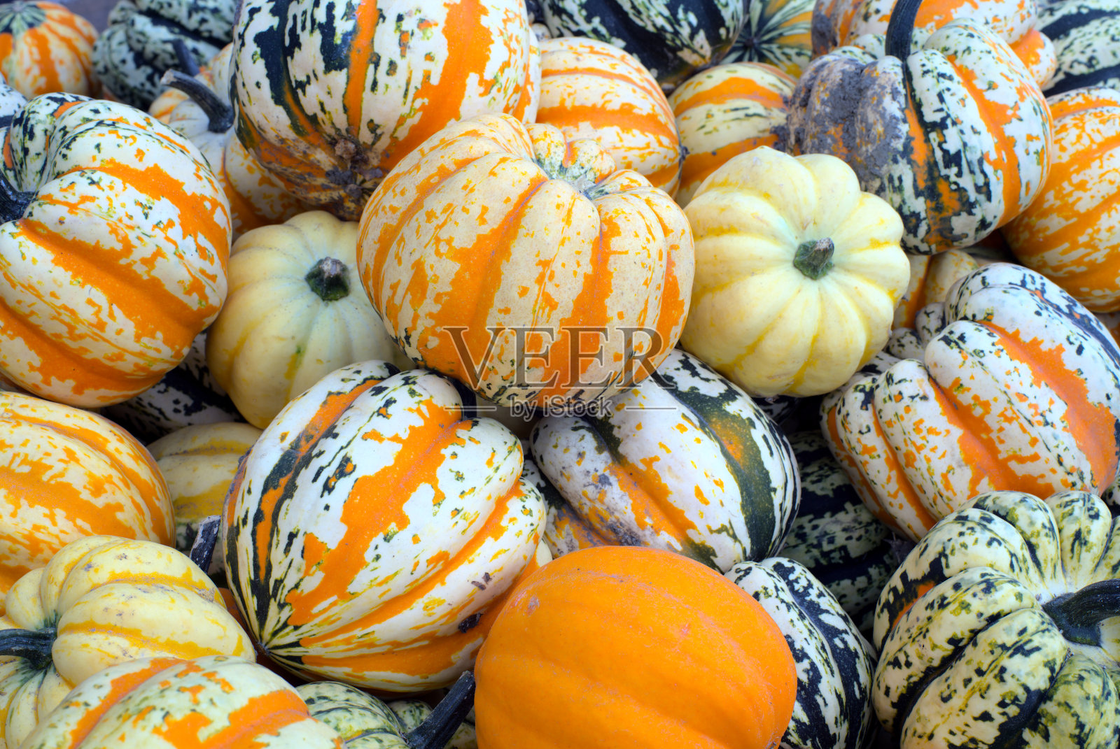 用于感恩节或万圣节装饰的小装饰南瓜照片摄影图片