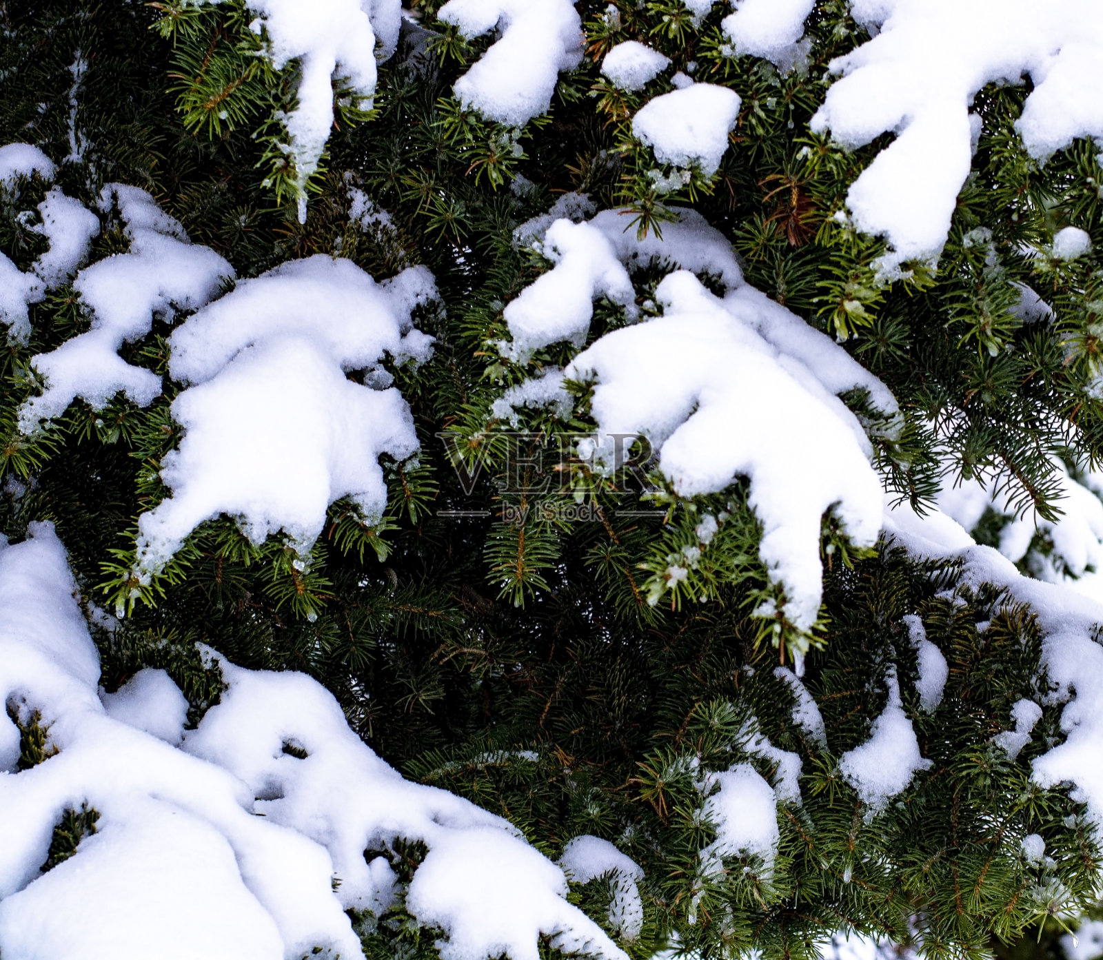 冬天的森林里，树上覆盖着白雪照片摄影图片