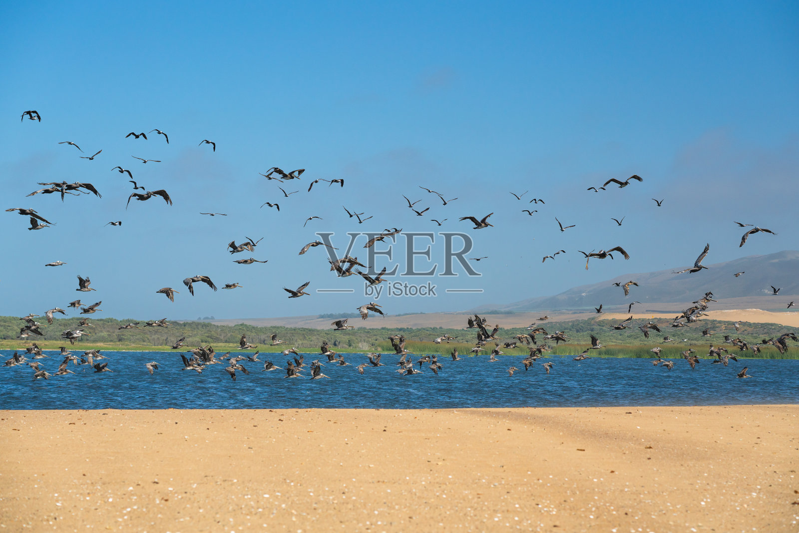 沙滩上的沙丘和鸟群照片摄影图片