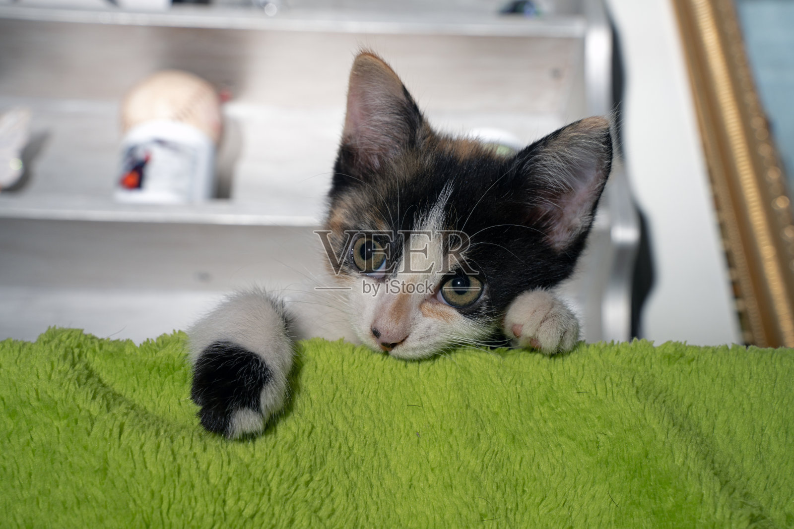 顽皮的淘气的小猫宠物可爱的婴儿猫照片摄影图片