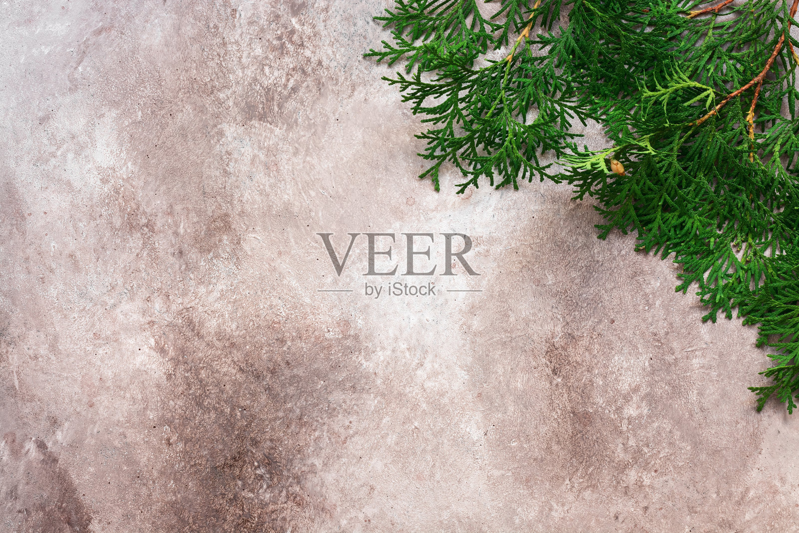 Thuja树枝上的米色纹理grunge背景。圣诞组成。俯视图，平放，复制空间。照片摄影图片