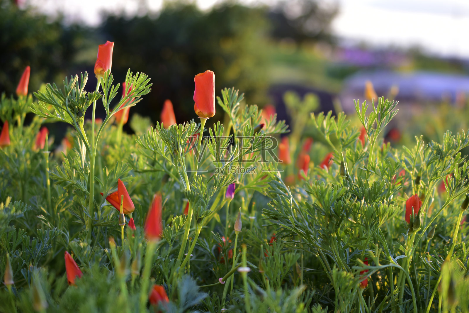 在黄昏的微光中，闭着的花照片摄影图片
