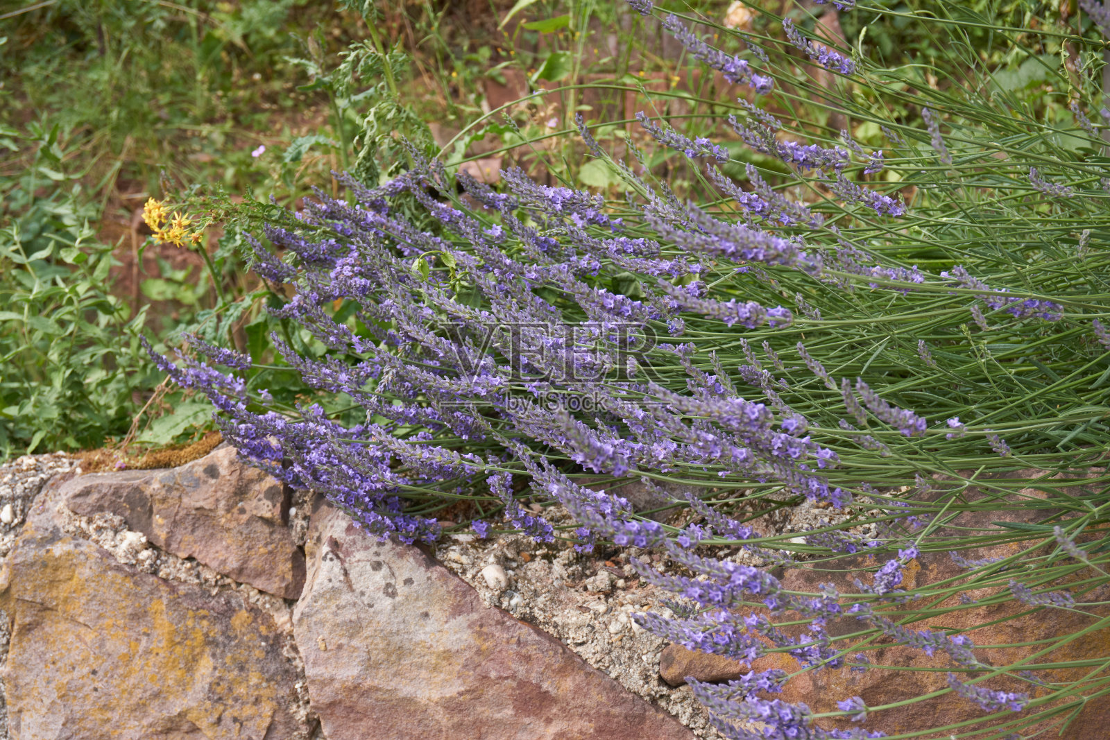 熏衣草丛在傍晚的光线下成为特写。薰衣草的紫色花朵。法国普罗旺斯地区。照片摄影图片