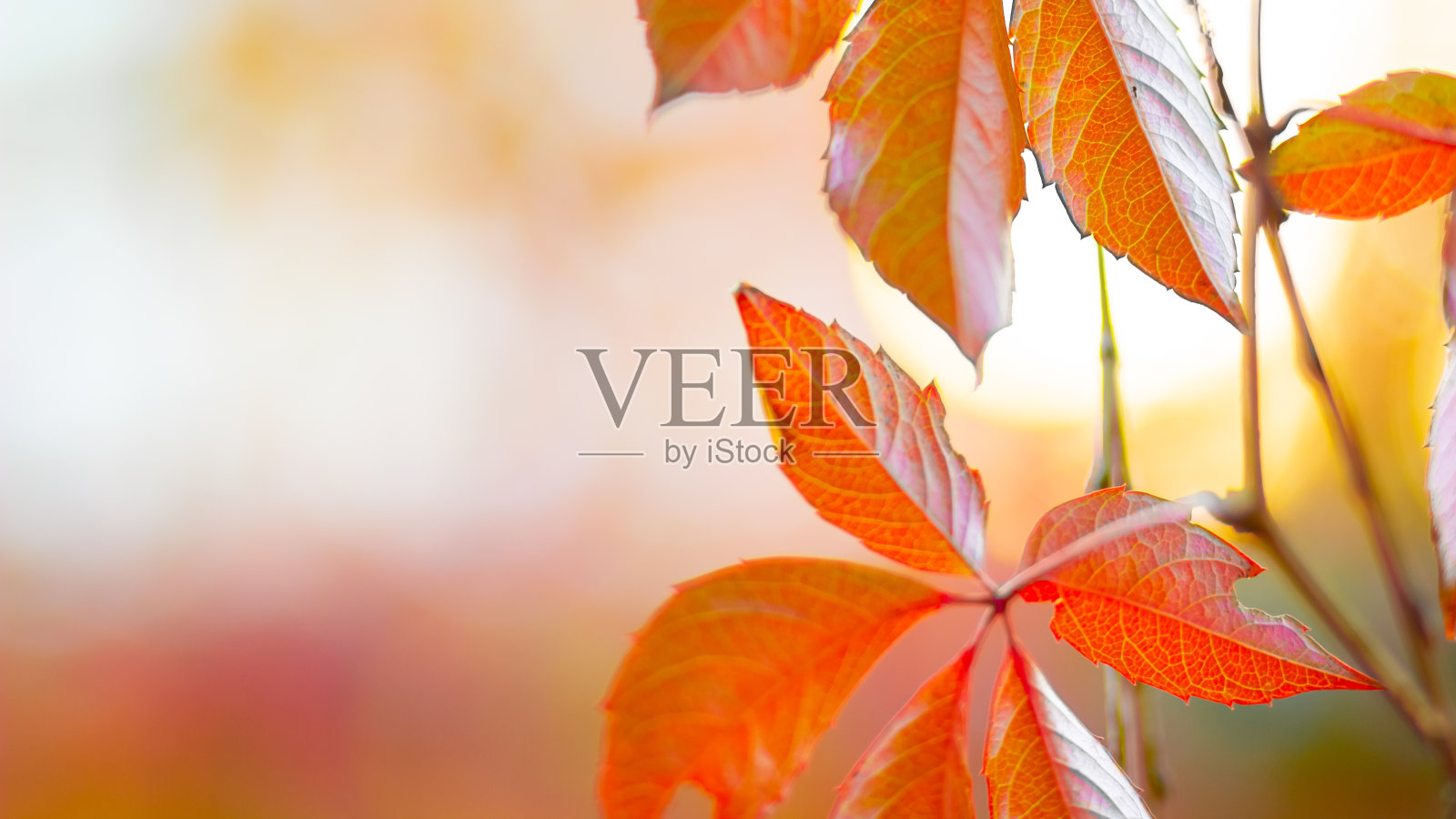 秋天收集。红橙色的野葡萄叶子。模糊的背景上是少女葡萄的红叶。本空间照片摄影图片