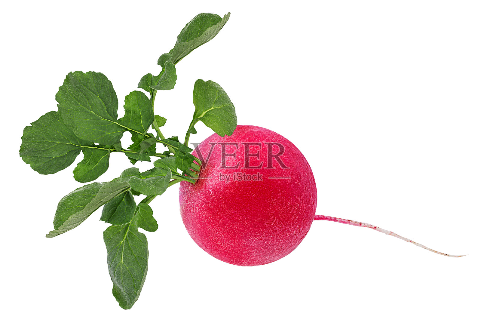 萝卜孤立在白色背景与修剪路径照片摄影图片