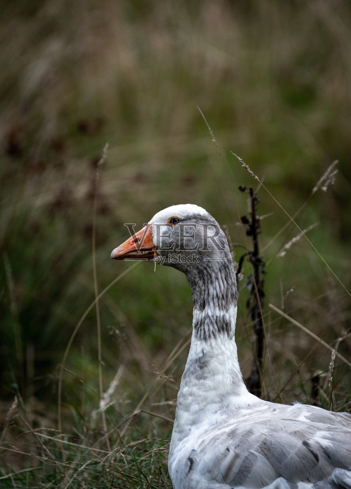 野生的白鸭子照片摄影图片