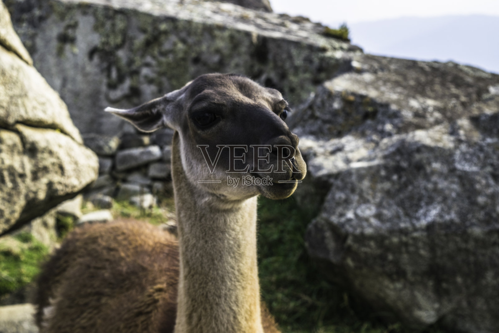 迷失城市马丘比丘废墟中的骆驼。照片摄影图片