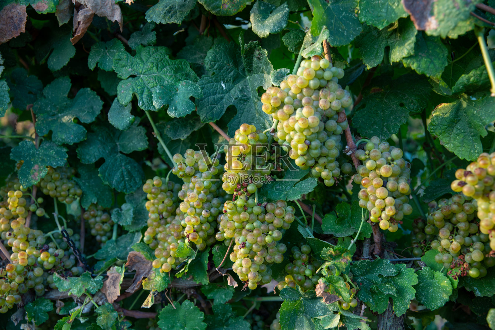 成熟的葡萄园葡萄串照片摄影图片