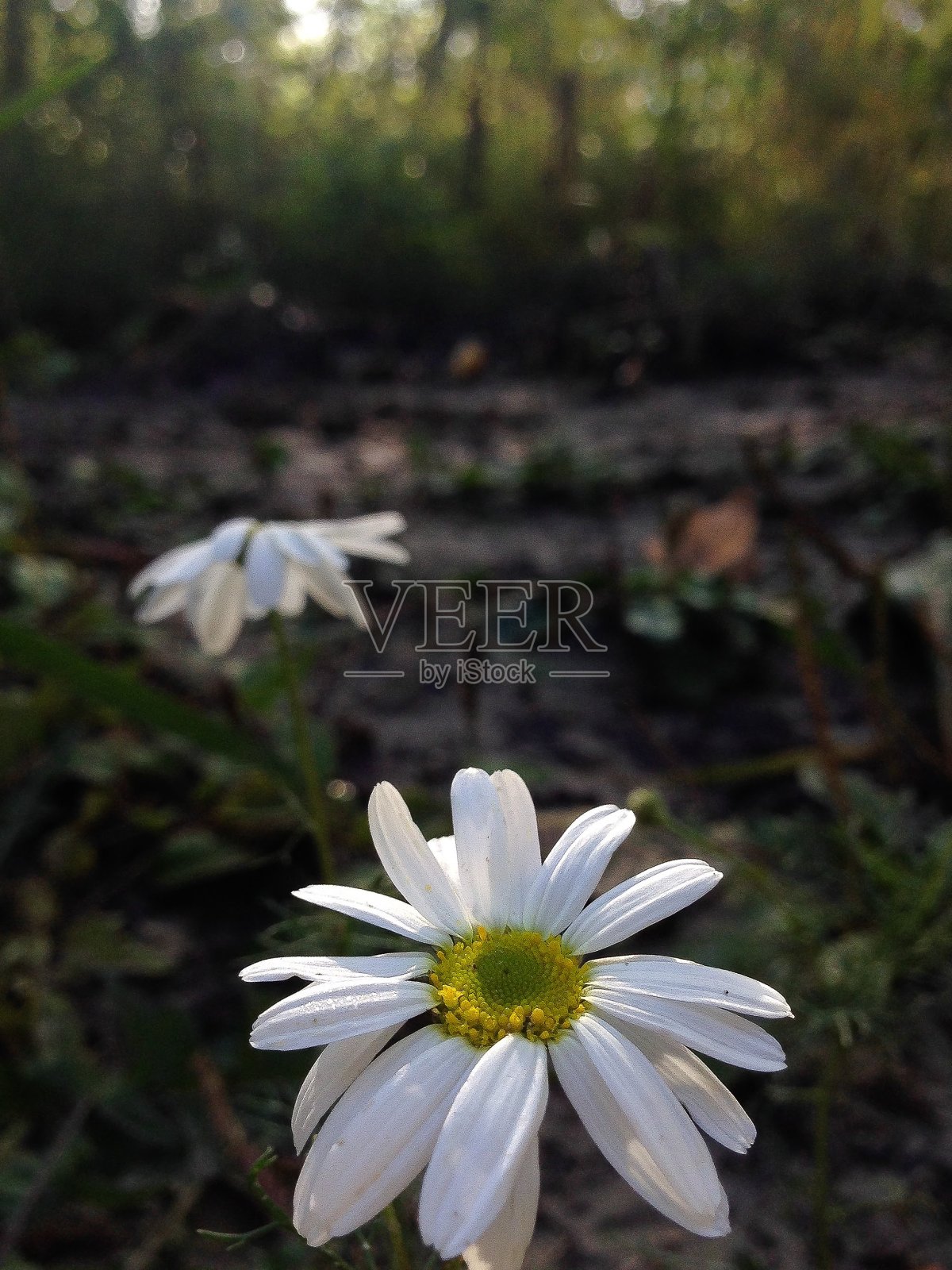 奥普西雏菊照片摄影图片