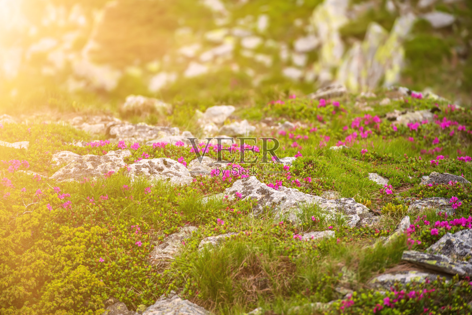 杜鹃花在自然界中开花照片摄影图片