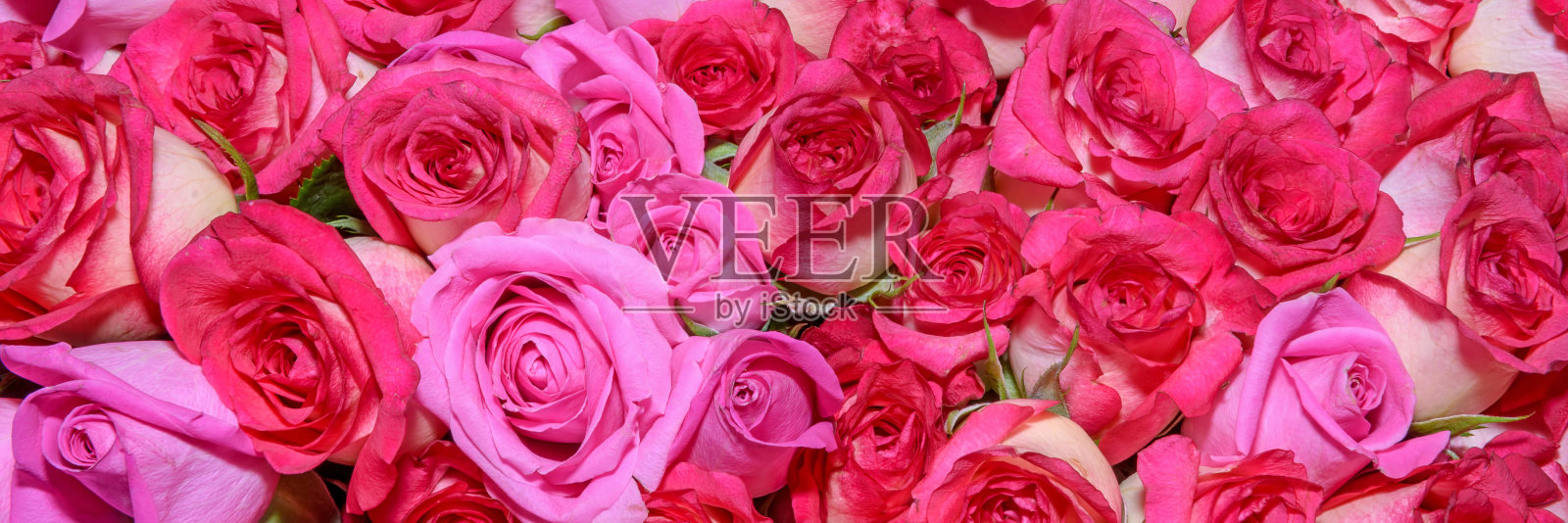 美丽的花的背景。关闭了。全景。照片摄影图片