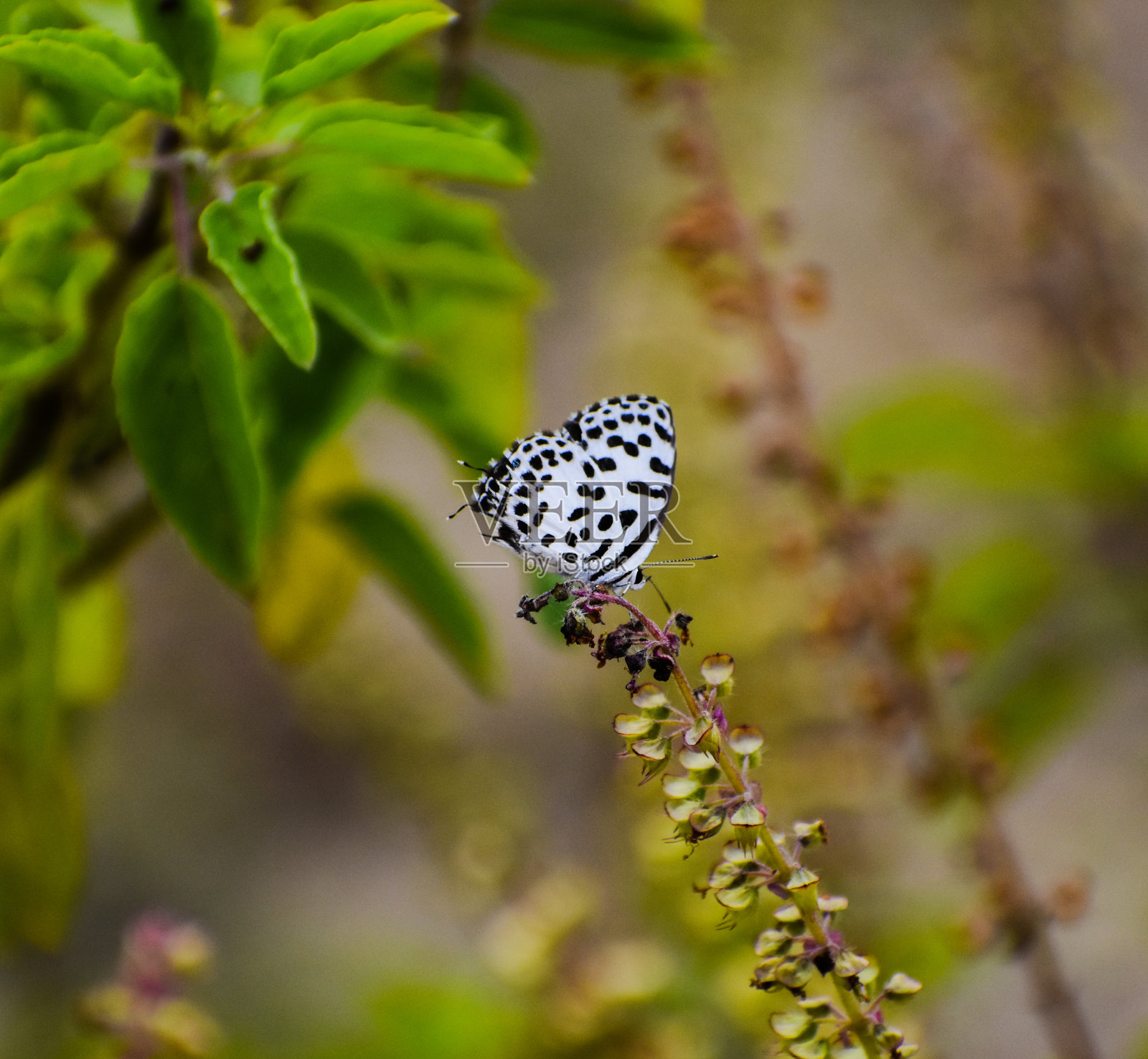 一只蝴蝶照片摄影图片