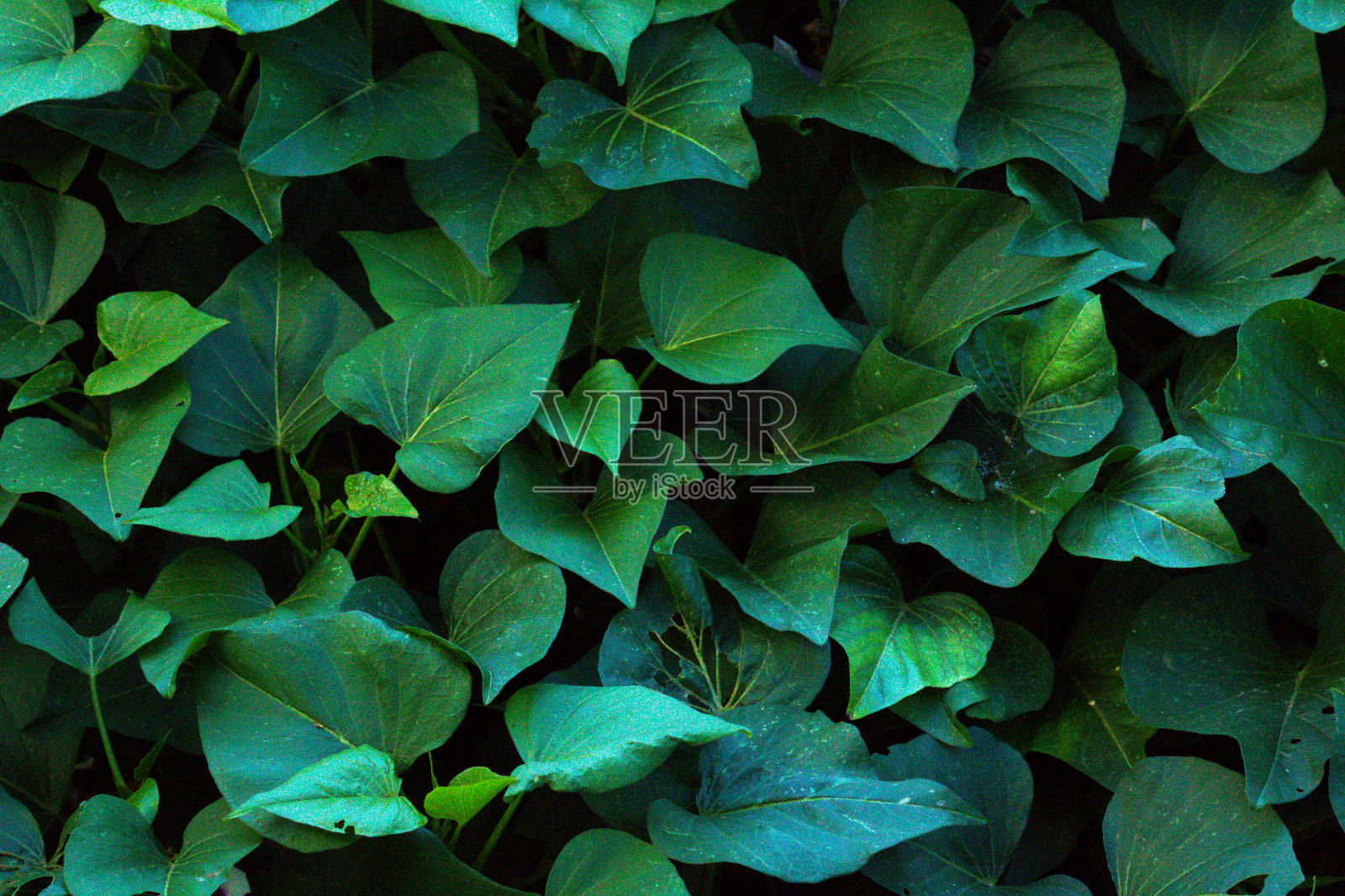 自然照片摄影图片