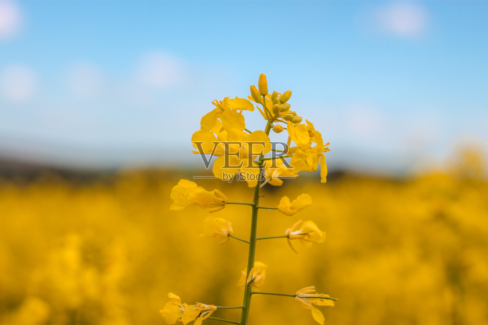 美丽的黄色油菜籽田和蓝天在春天在Cowra nsw。照片摄影图片