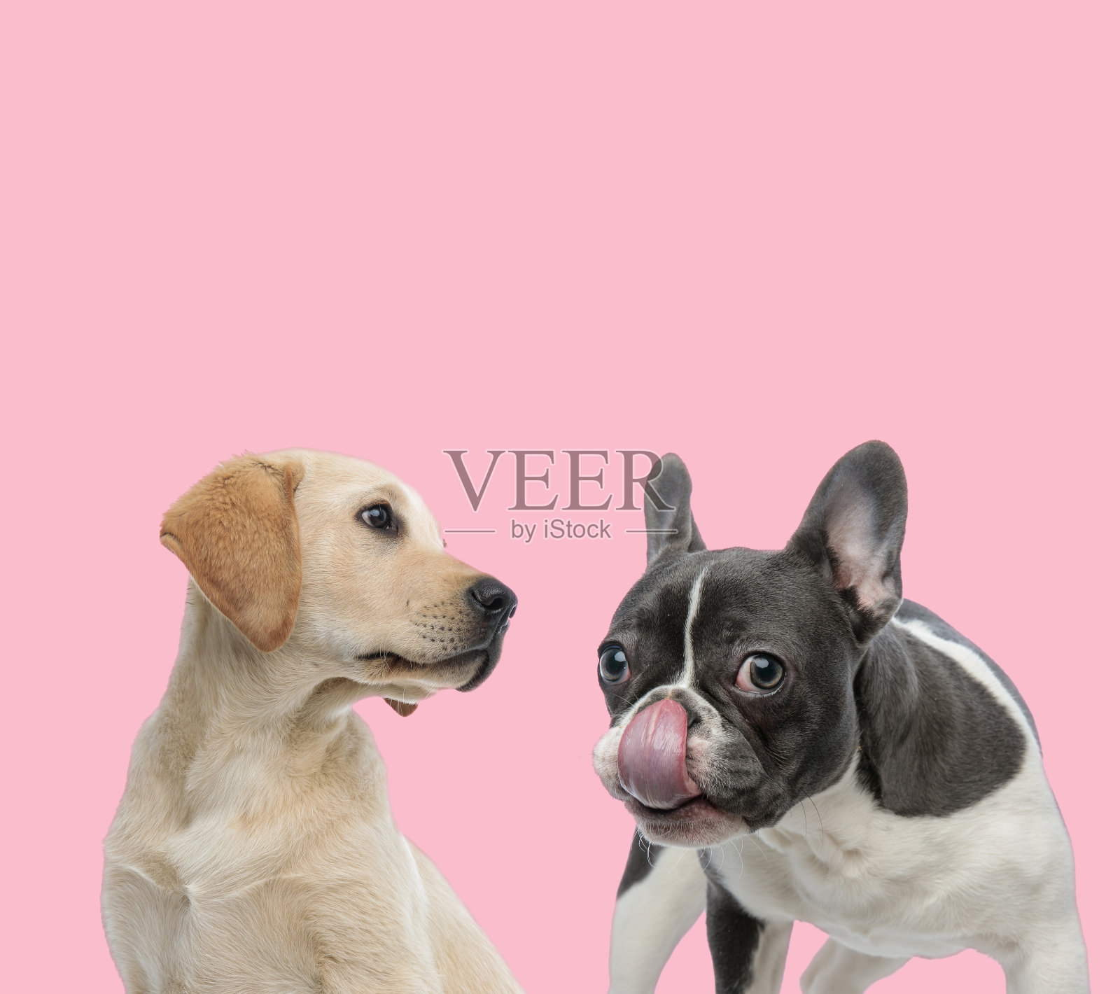 拉布拉多和法国斗牛犬队照片摄影图片