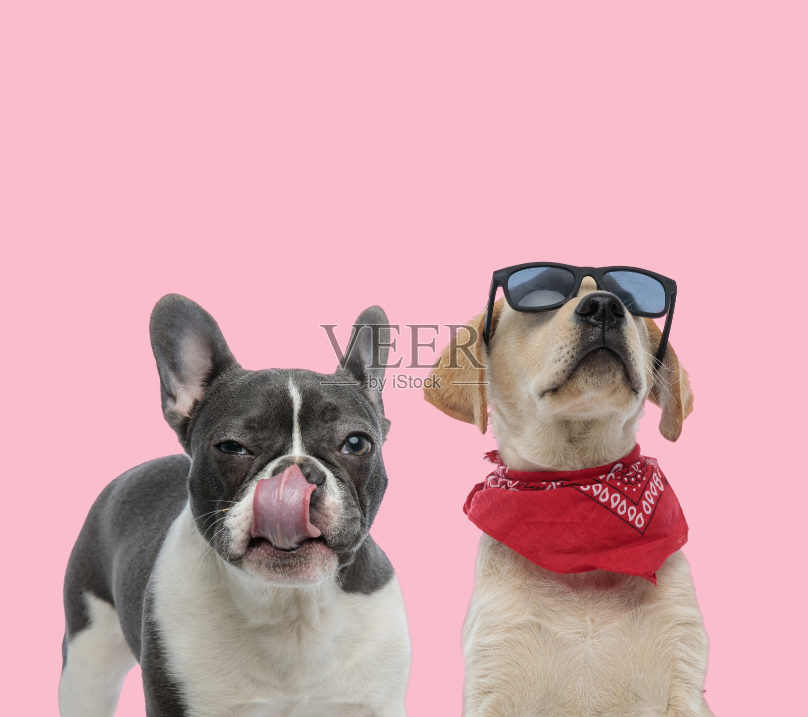 拉布拉多和法国斗牛犬队照片摄影图片