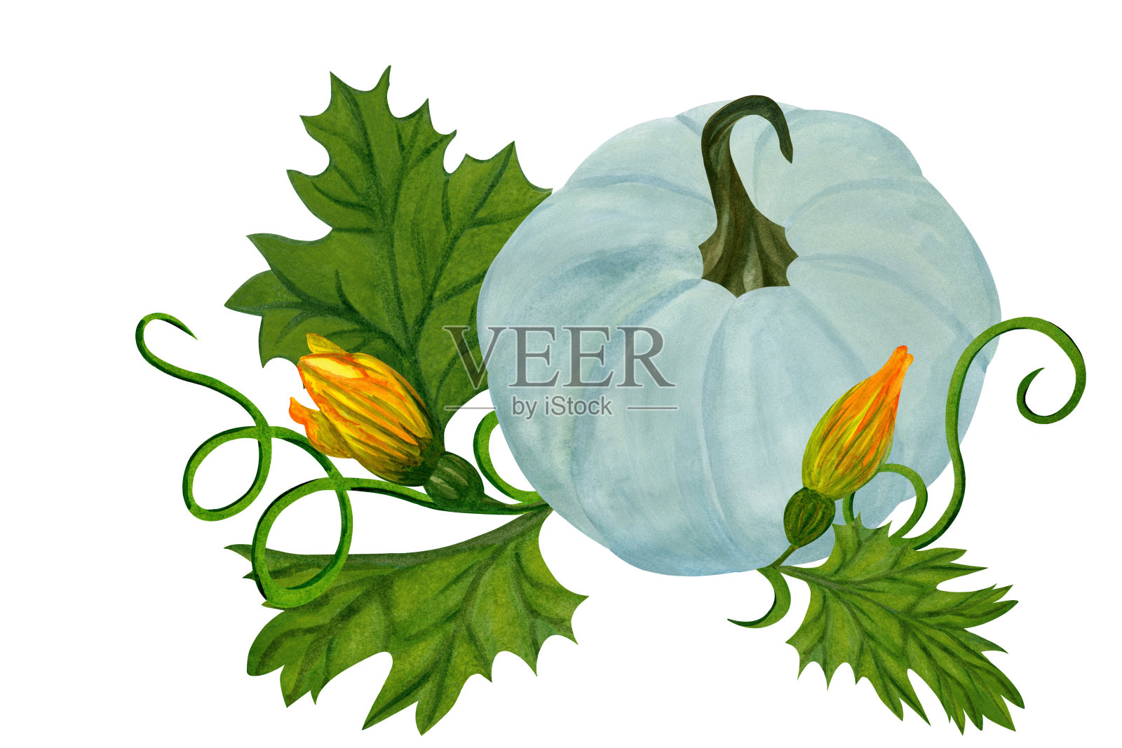 用南瓜、花和叶子组成的水彩画插画图片素材