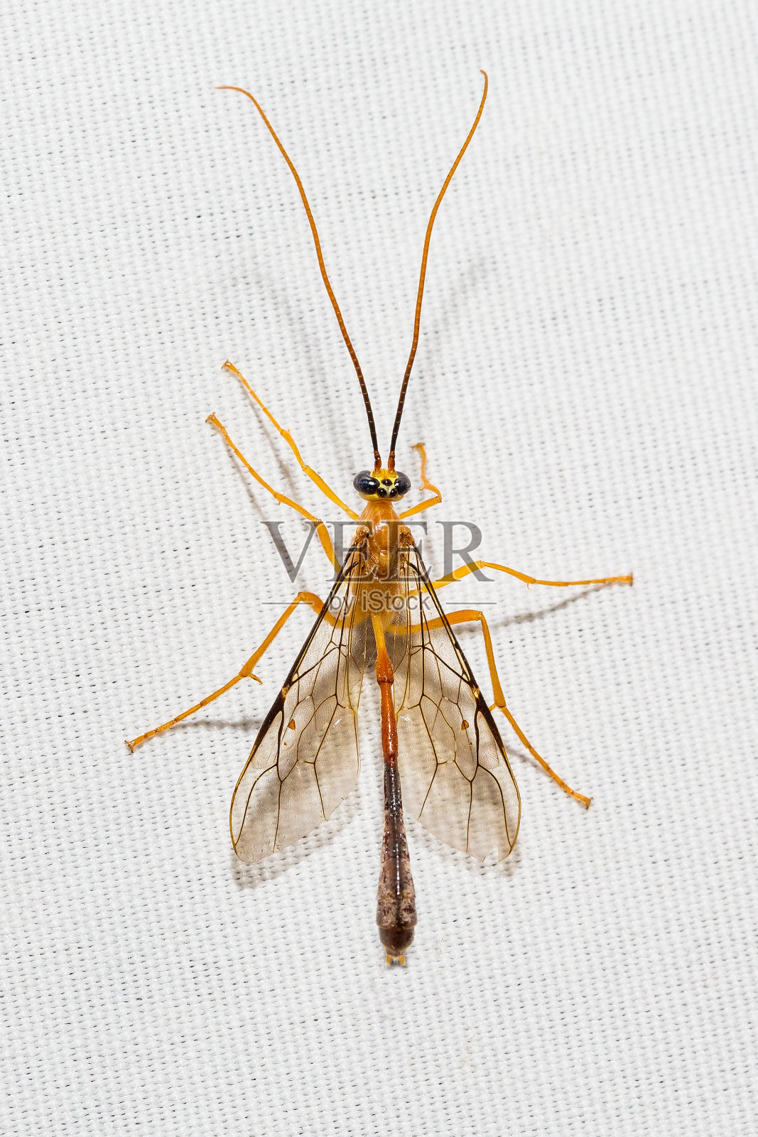 夜行的昆虫栖息在白色的帆布背景上照片摄影图片