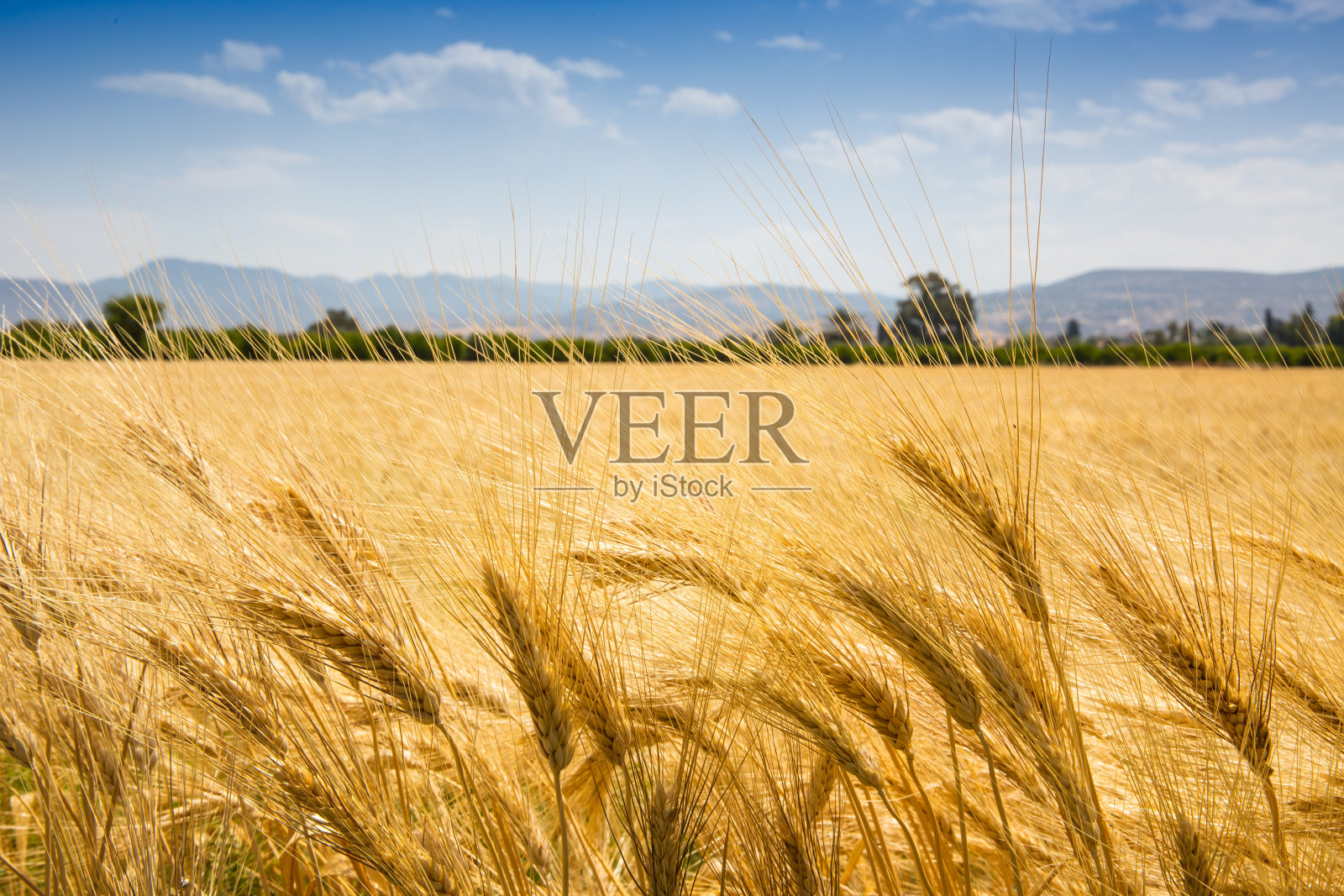 面包小麦田照片摄影图片