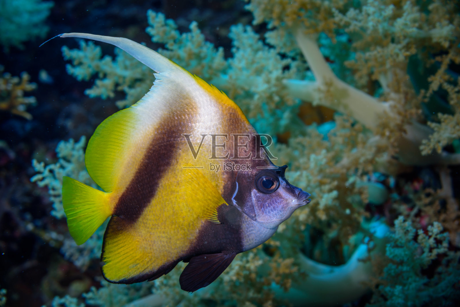 单帆鱼游泳照片摄影图片
