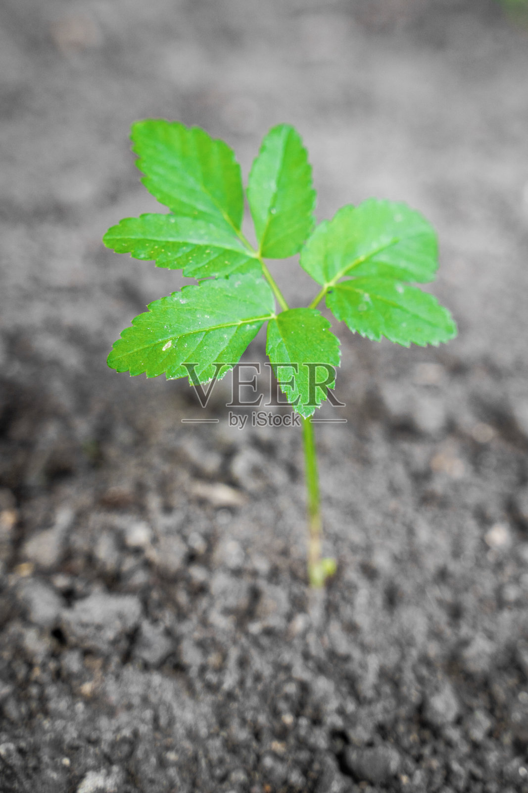 绿色的芽生长在新鲜的黑土上照片摄影图片