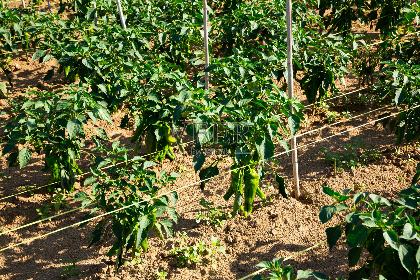 甜椒芽用棒子在地里生长照片摄影图片
