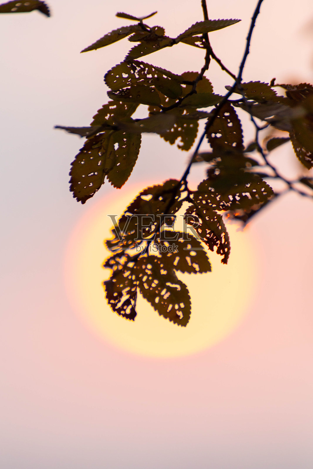 树叶在早晨的阳光下布满了洞照片摄影图片