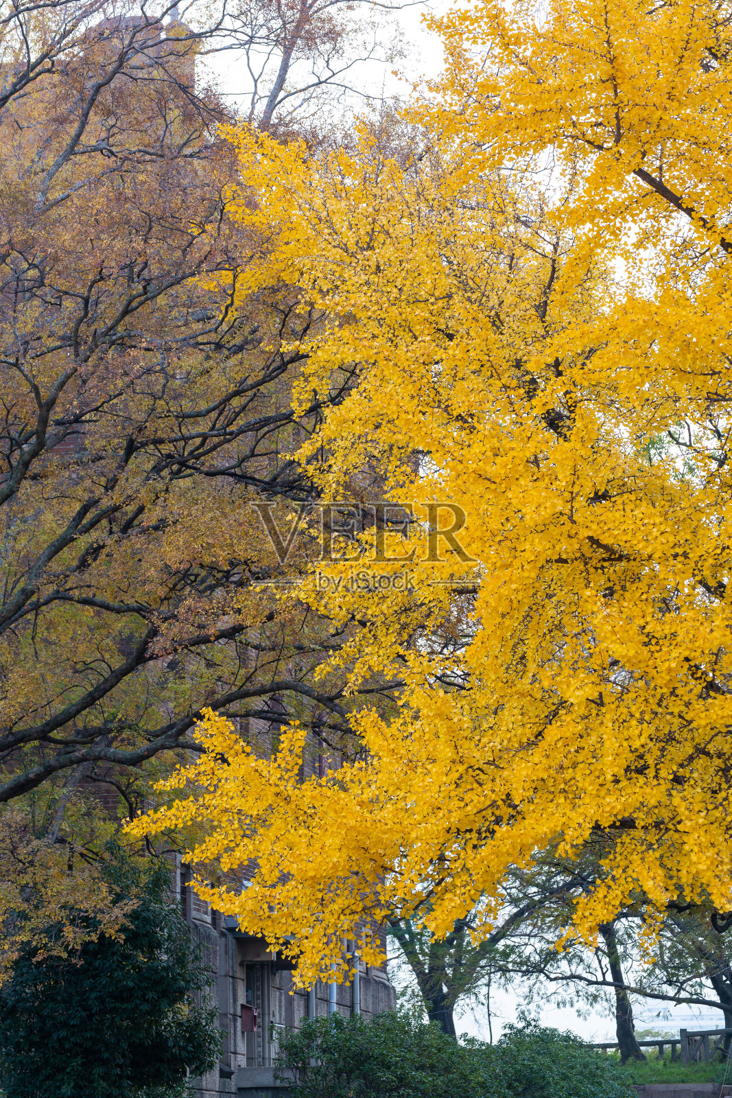 一棵巨大的黄色银杏树照片摄影图片