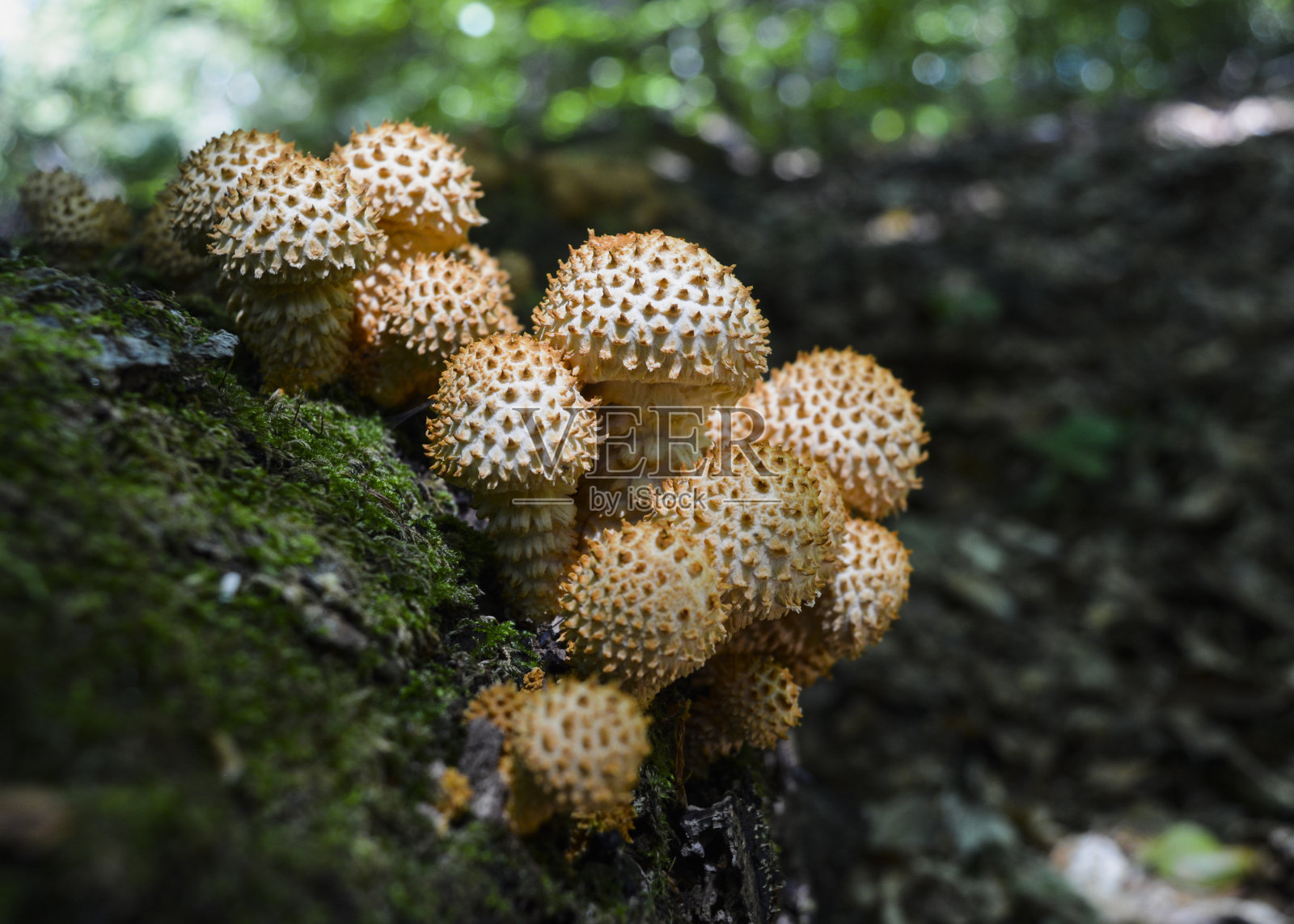 蘑菇照片摄影图片