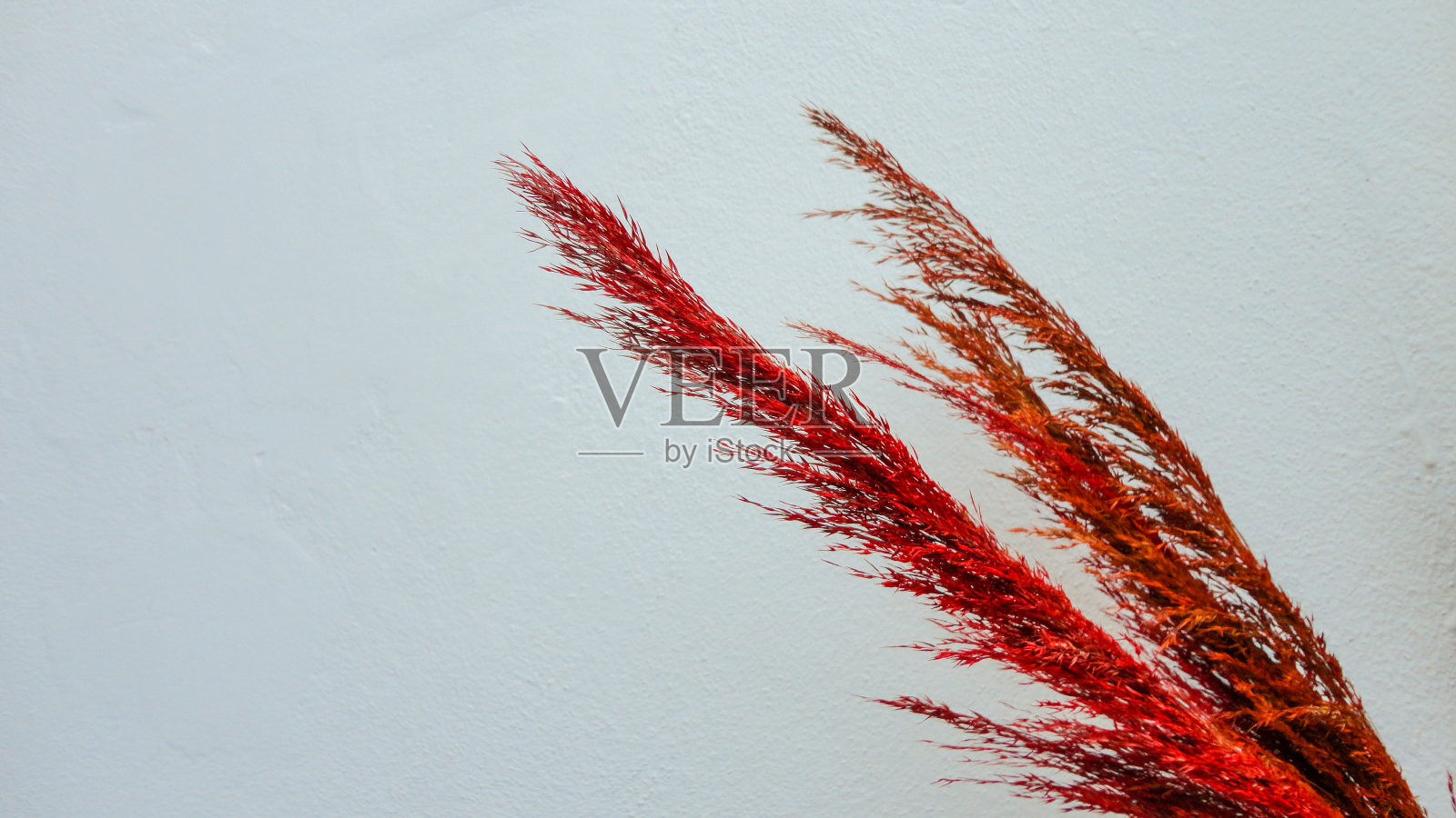 白色背景上装饰用的红色干花照片摄影图片