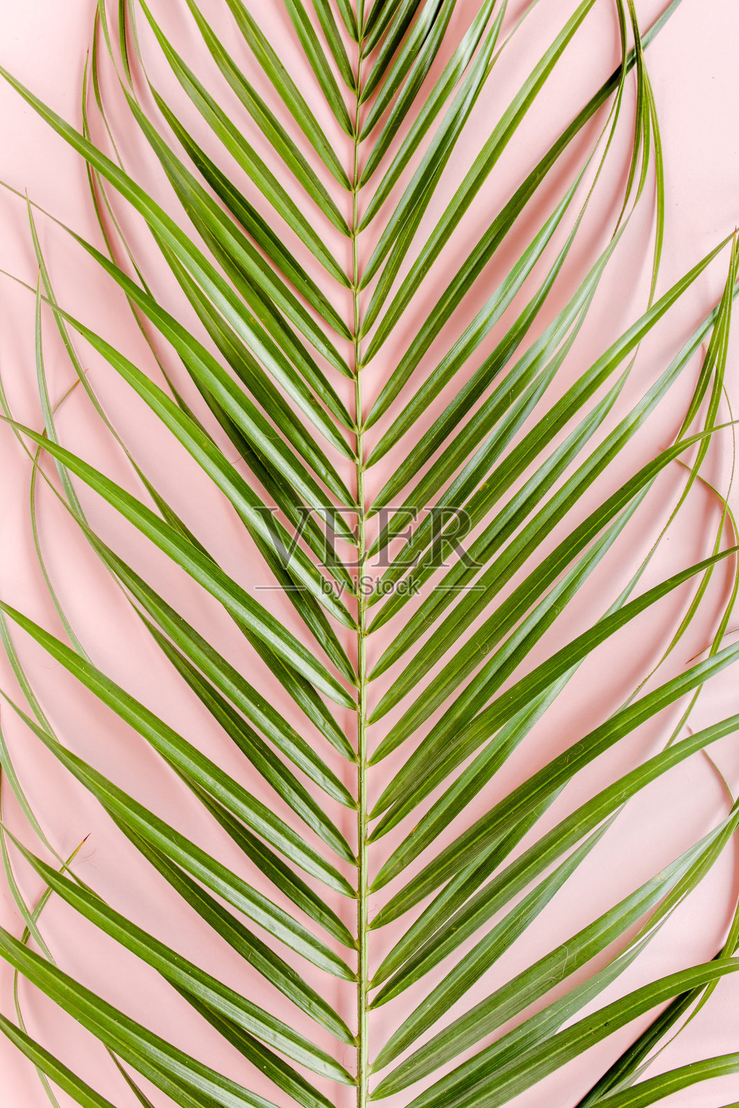 粉红色背景上的热带棕榈叶。平躺，俯视图最小的概念照片摄影图片