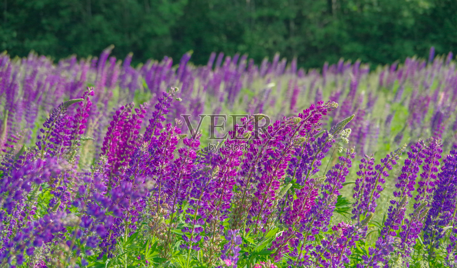 紫狼的领域照片摄影图片