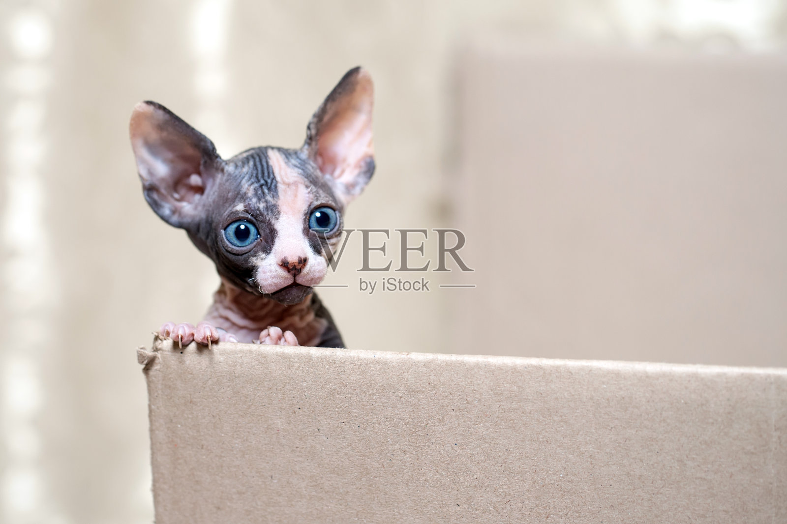 总之，无毛斯芬克斯猫在家。照片摄影图片