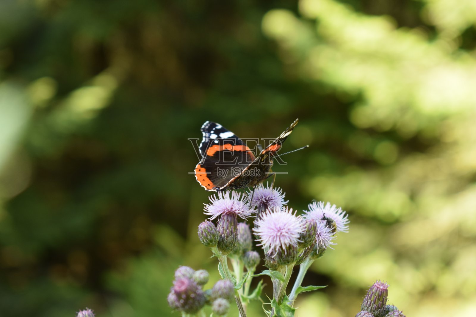 凡妮莎·亚特兰大在蓟上照片摄影图片