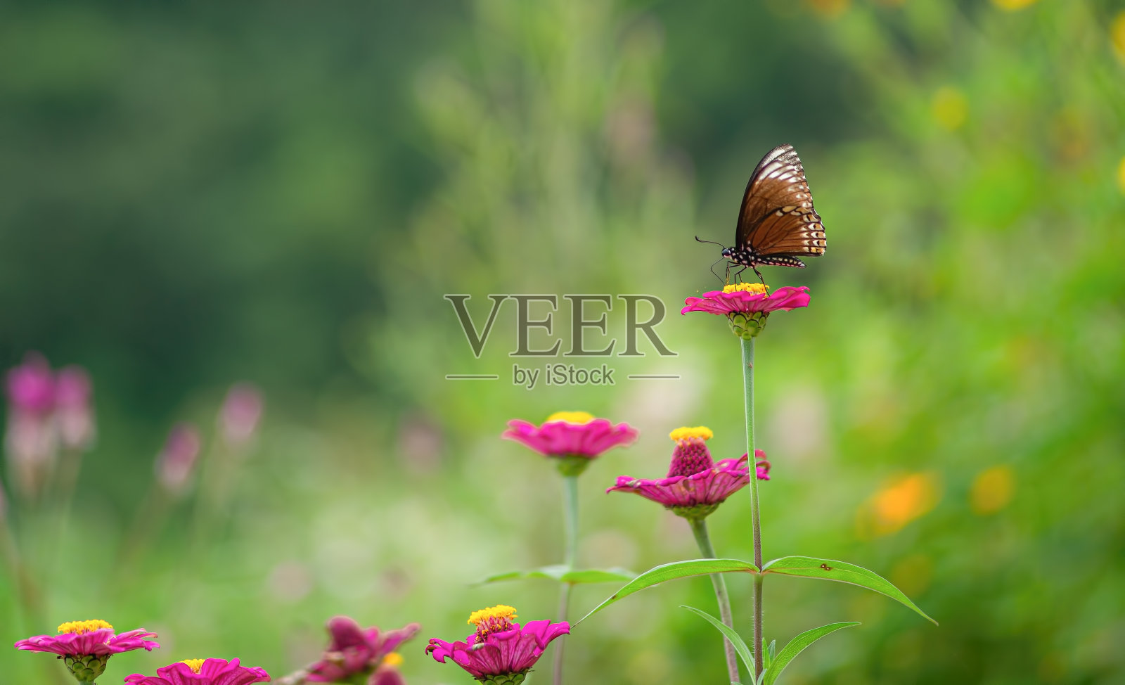 蝴蝶和鲜花。照片摄影图片