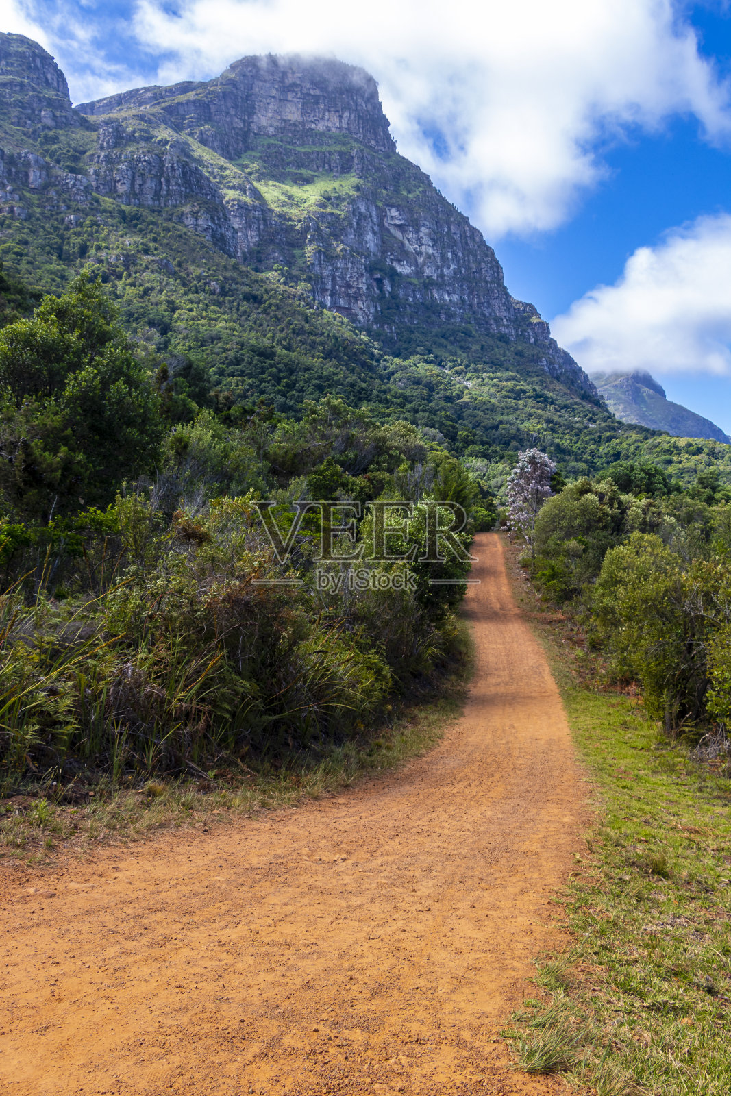 巨大的山脉和小径Kirstenbosch国家植物园，开普敦。照片摄影图片
