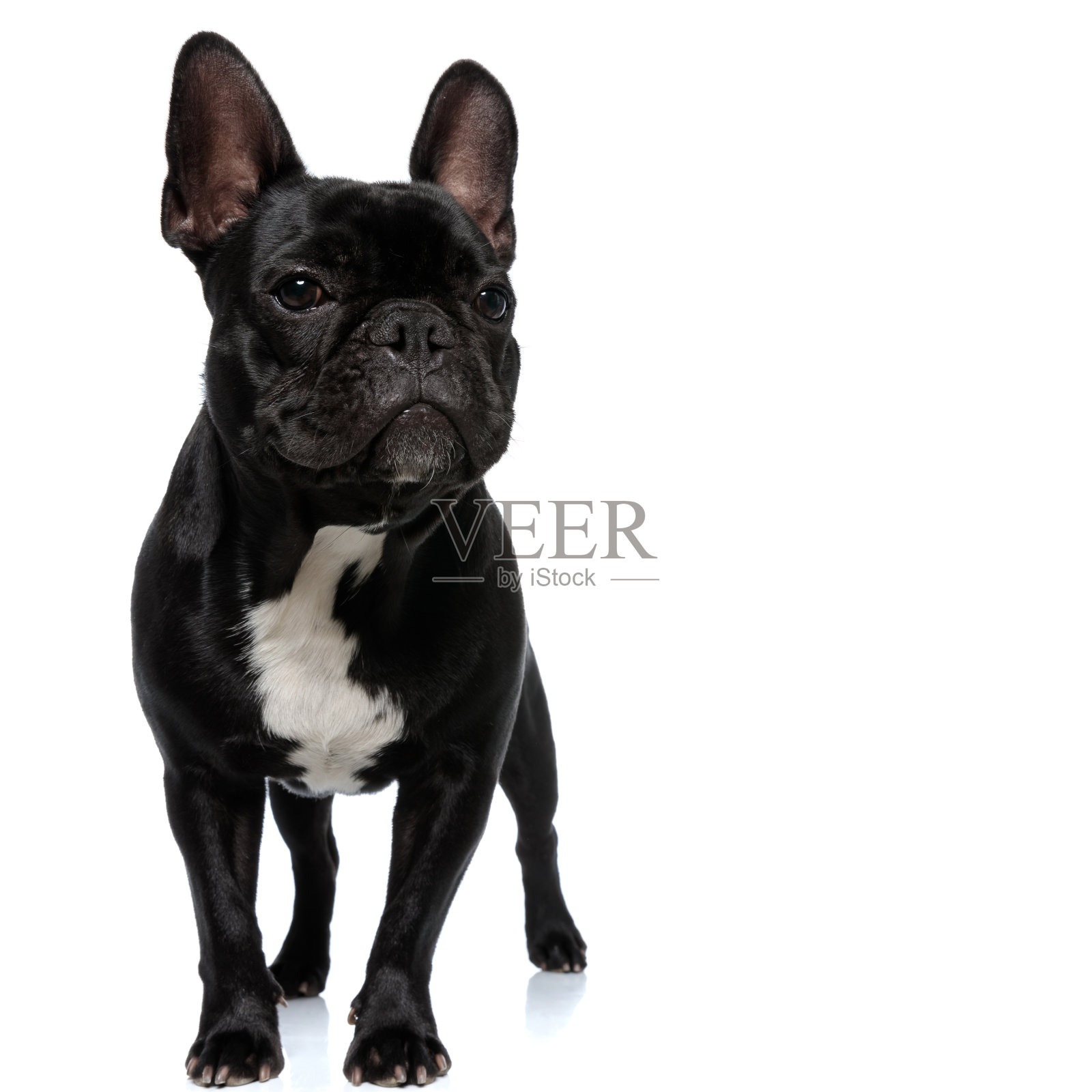 勇敢的法国斗牛犬小狗向前看和站着照片摄影图片