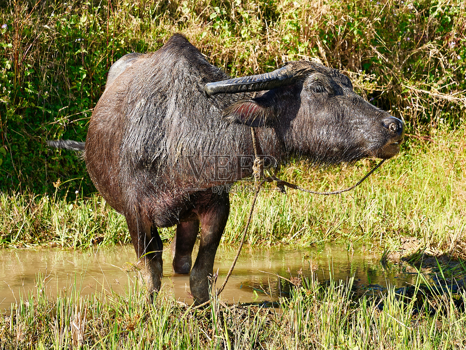 亚洲，一头水牛站在稻田里照片摄影图片