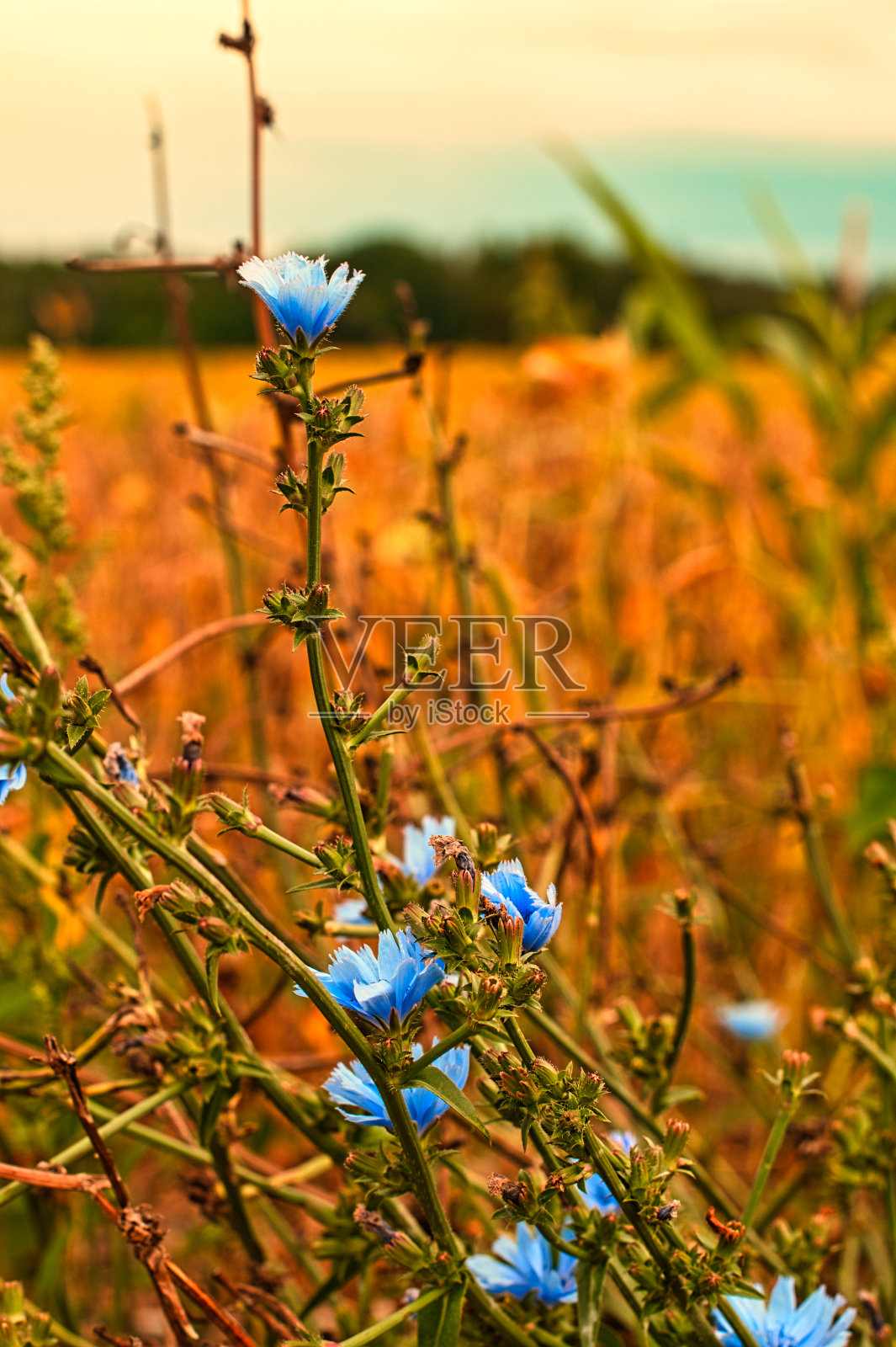 美照片摄影图片