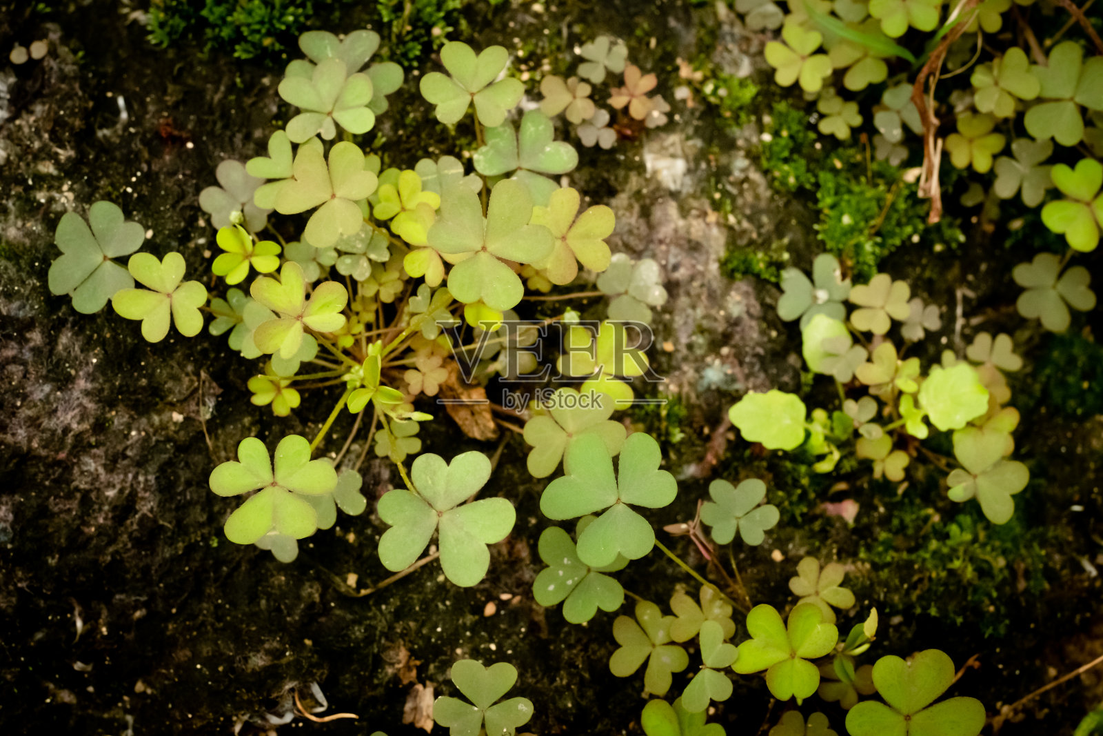 叶的背景照片摄影图片