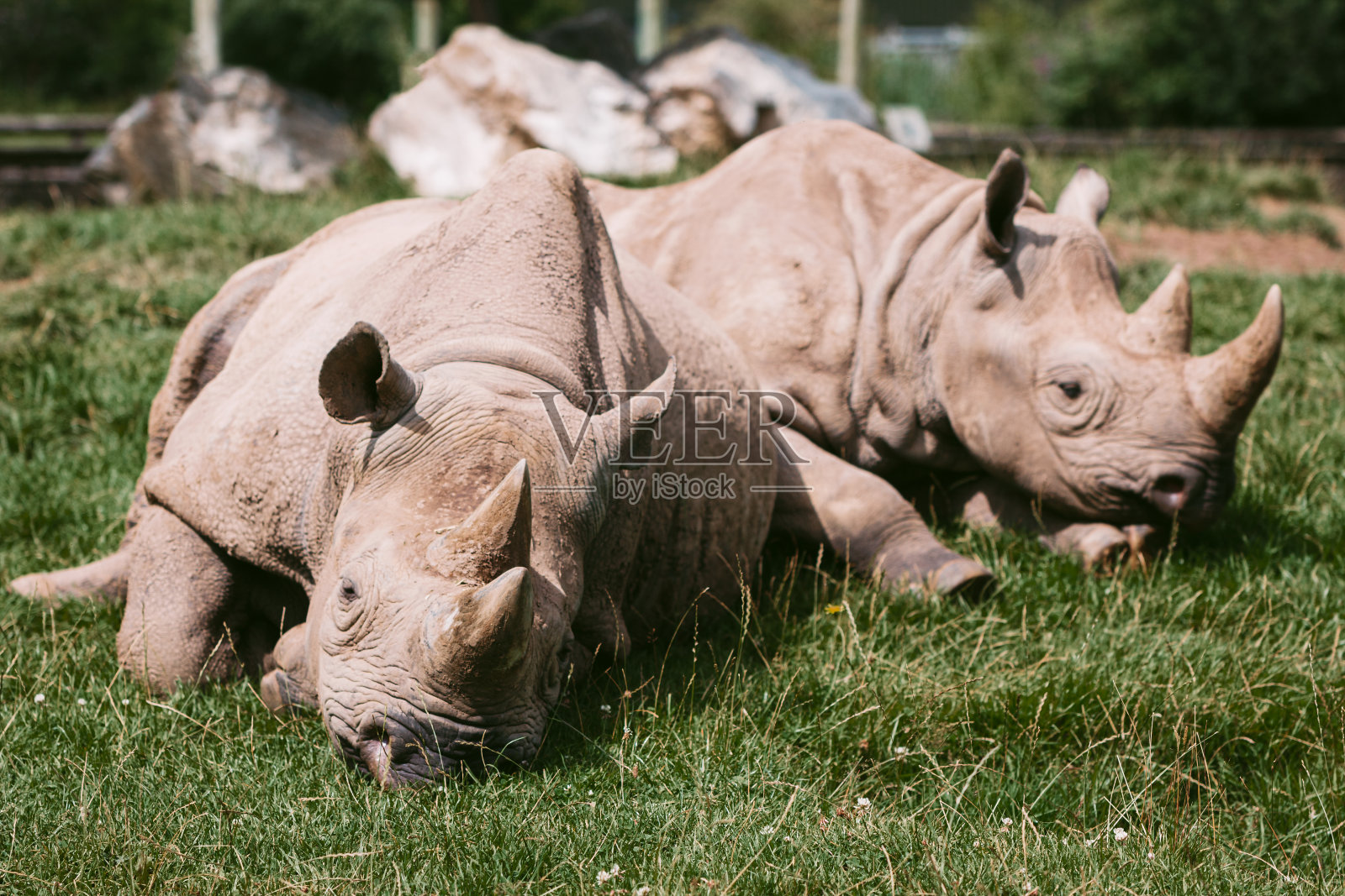 阳光下的犀牛兄弟姐妹照片摄影图片