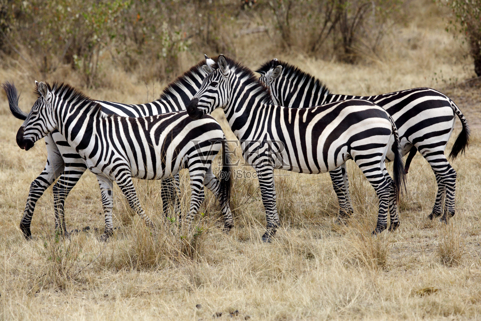 肯尼亚马赛马拉草原上的斑马照片摄影图片