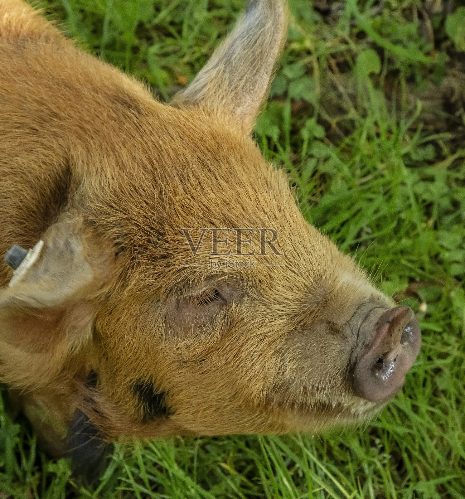 小猪笑了。照片摄影图片