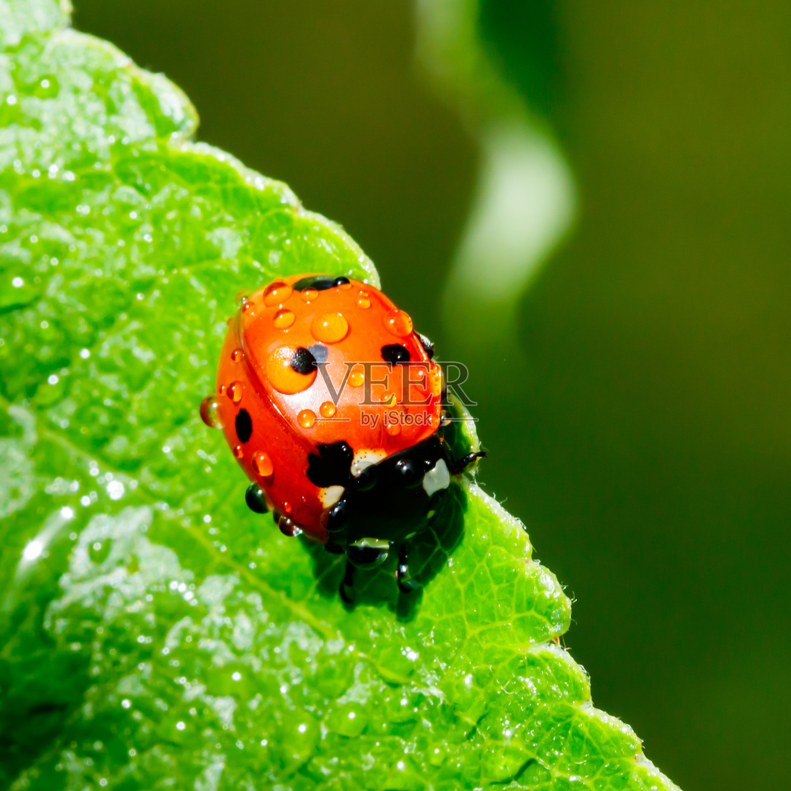 春天花园里的苹果叶、瓢虫和雨滴照片摄影图片