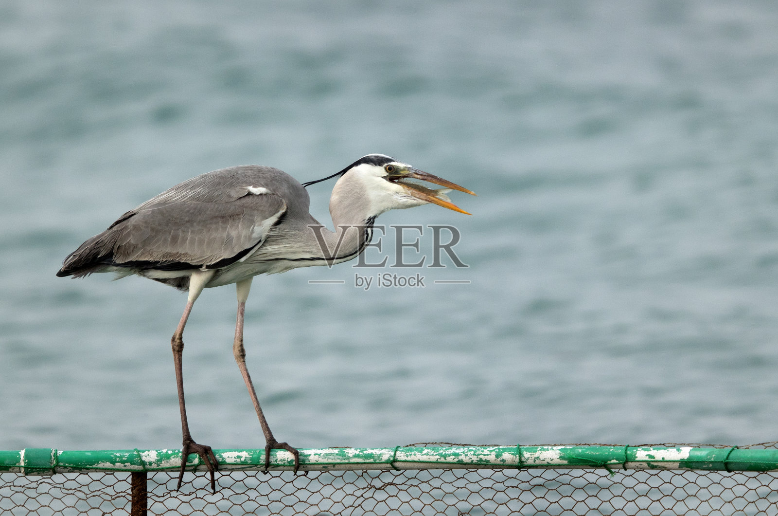 苍鹭吞咽鱼照片摄影图片