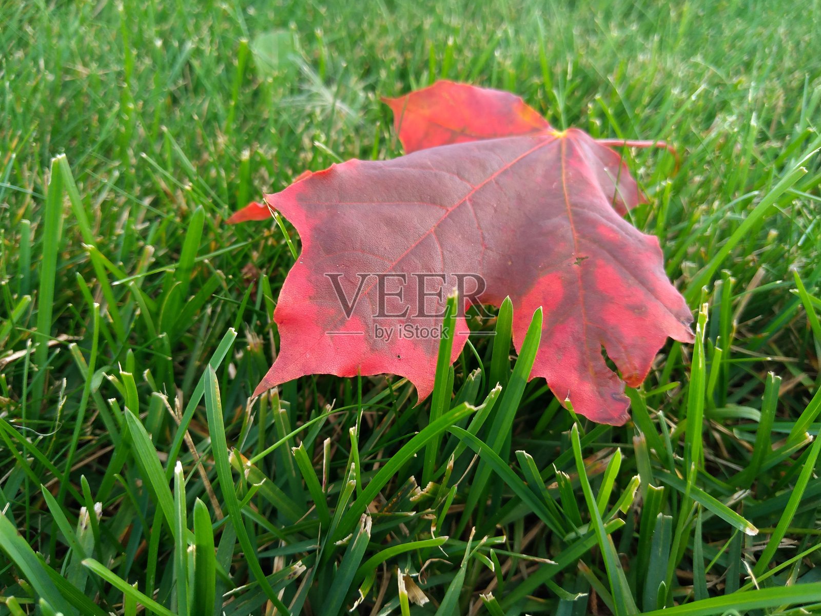 秋天的红色和橙色。枫叶。秋天收集。照片摄影图片