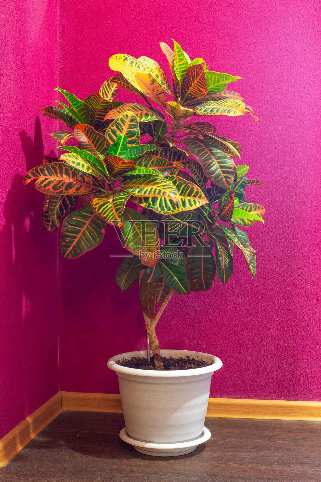 在一堵明亮的墙的背景下，在一个白色的花盆里放着巴豆花照片摄影图片